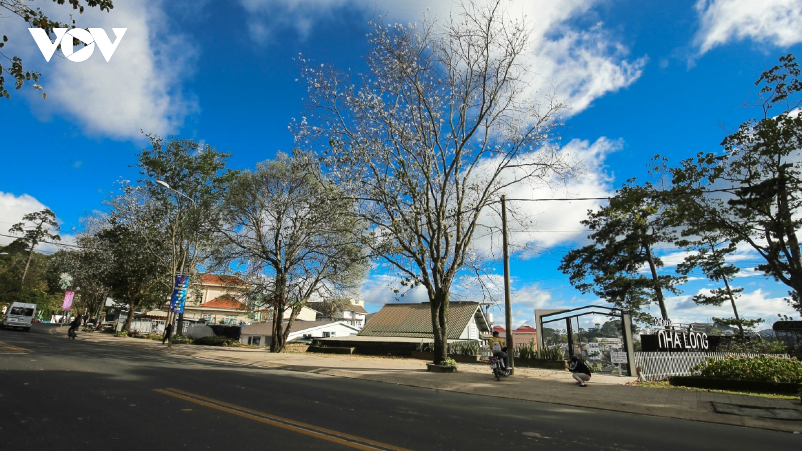 Hoa Ban blossoms serve to beautify streets of Da Lat